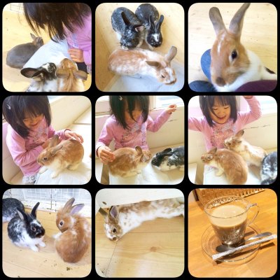 ウサギカフェ おひさま カフェ 喫茶 その他