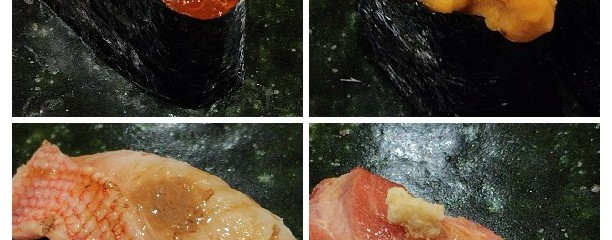 鮨処 木はら