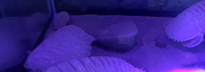 エビとカニの水族館