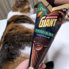 ruridayoさんの写真