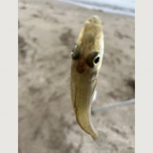 Naominuさんの写真