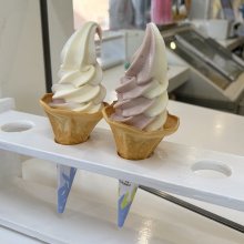 saku565さんの写真