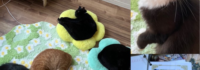 猫を愛するひとのカフェ 保護猫カフェ・ウリエル