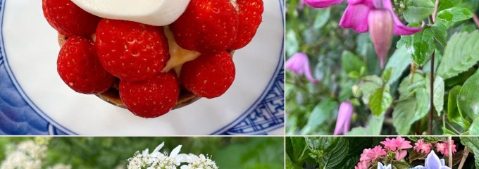 手づくりケーキの店 Cocotte
