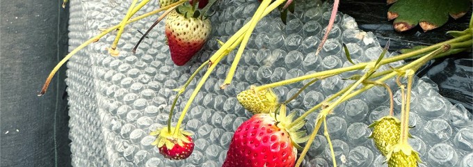 日光ストロベリーパーク