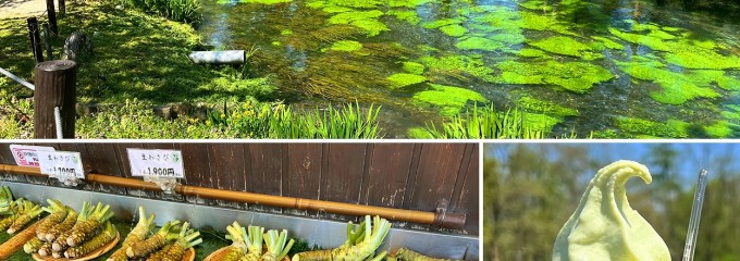 大王わさび農場