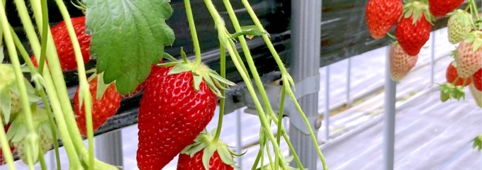 鹿深いちご園