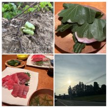 lankaさんの写真