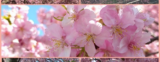 三浦海岸桜まつり