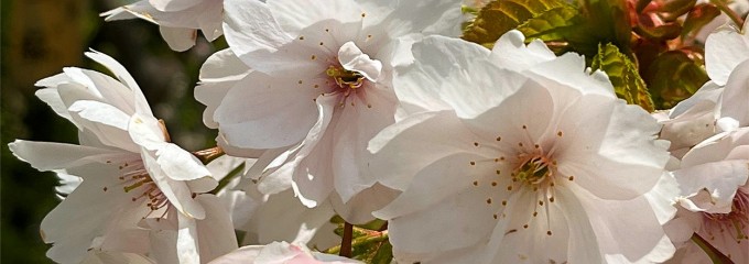 松前公園