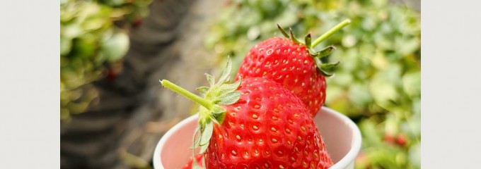 JAはが野 益子観光いちご団地