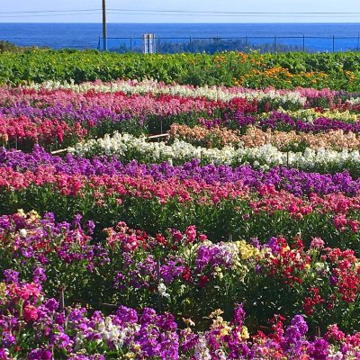 白間津花畑 千倉駅 お花見