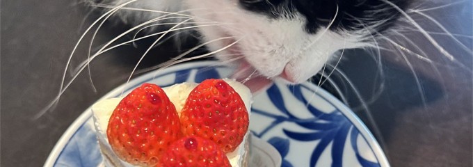 フレンチパウンドハウス 大和郷本店