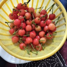 milkito_tartさんの写真