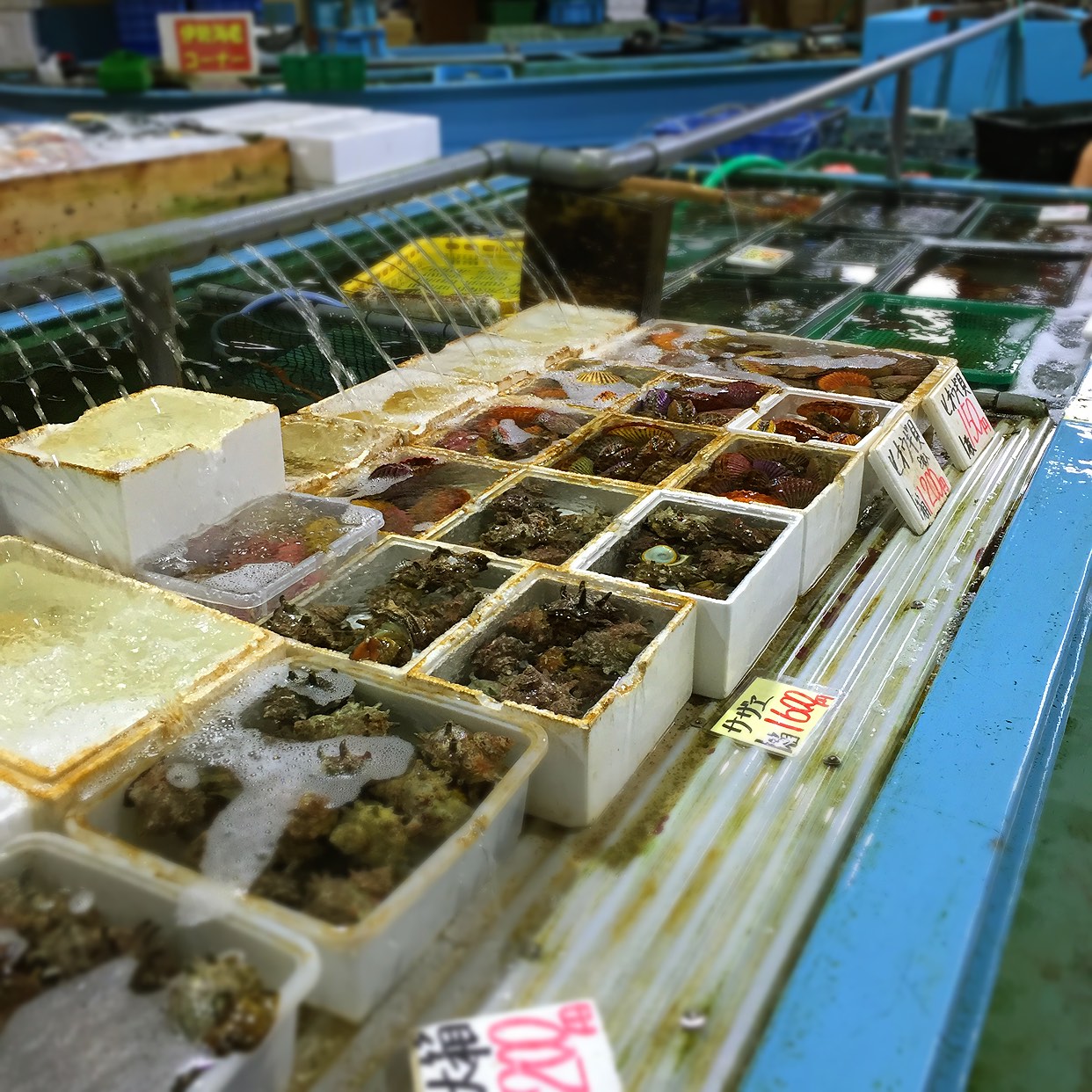 西海橋物産館 魚魚市場 - ミイル