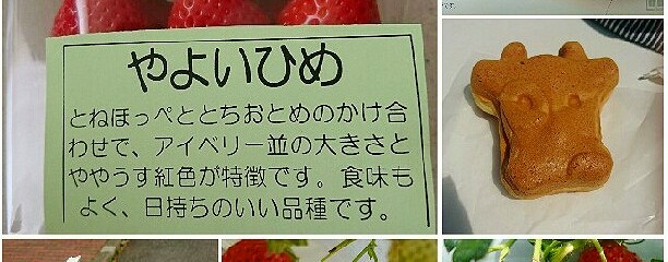 ㈲STRAWBERRY FARM陽一郎園