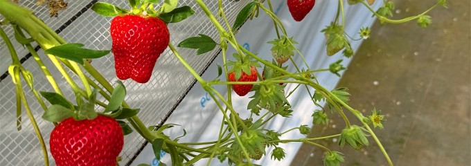 食の広場ピアッツア