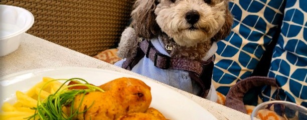 トヨタマヴィラ