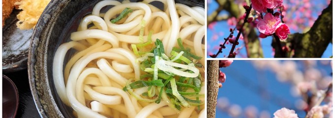 讃岐うどん とんがらし