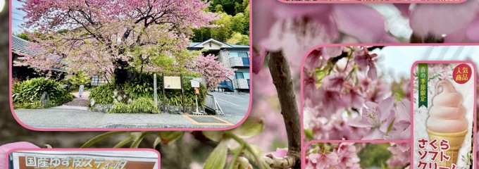 河津桜まつり