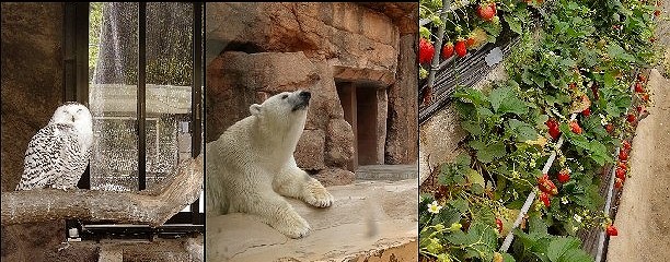 いちご狩りパーク 九能屋