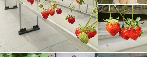 美らイチゴ 南城ハウス