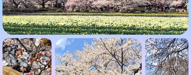 山高神代桜