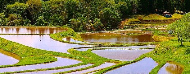 別宮の棚田