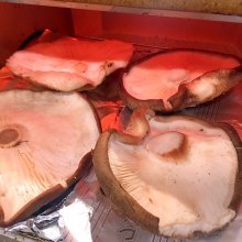 meguponyo7さんの写真