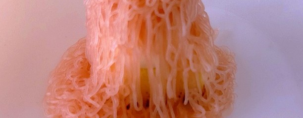 ザ キッチン サルヴァトーレ クオモ 京都