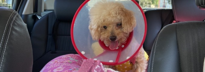 ダルチアーノ 堀之内店