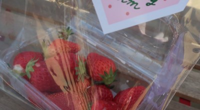 いちご狩り いちご園 Strawberry Farm No 15 The Farm Universal 彩都西駅 果物