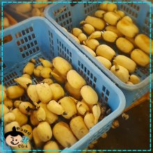 agricom1123さんの写真