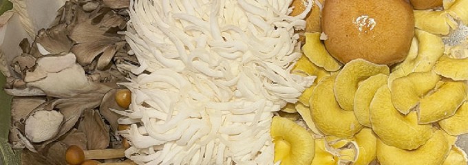 天香回味 玉川高島屋S・C店