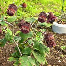 FA700さんの写真