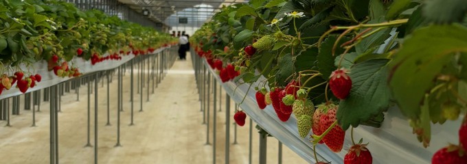 駅チカ イチゴ園 GREENPEACE