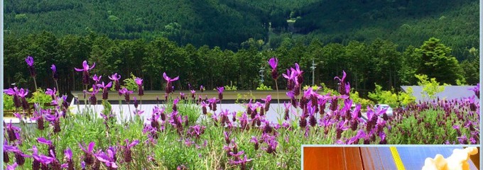 ラベンダーパークたか