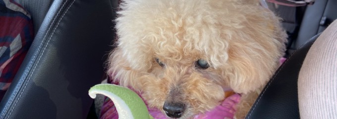 gooz express 狭山PA店