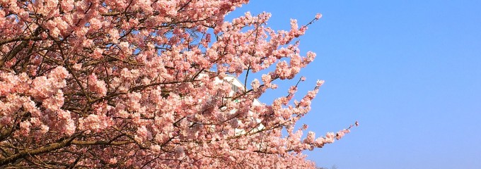 春めき桜まつり