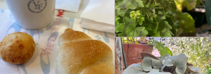 ヴィドフランスイケシタテン