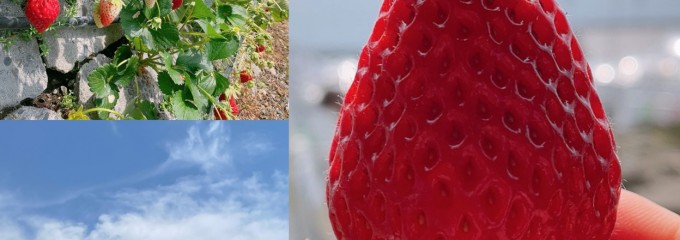 やませイチゴ農園