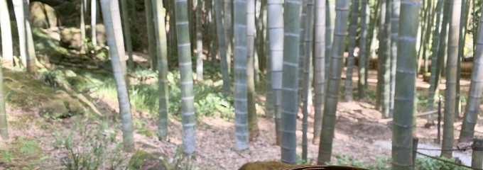 竹の庭の茶席