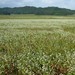新蕎麦は秋以降に収穫する秋新と夏場に収穫する夏新がある