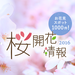桜開花情報2016 - Yahoo! JAPAN